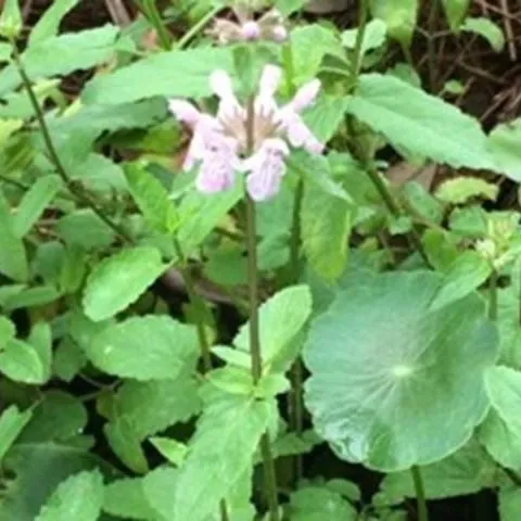 thumbnail for publication: Biology and Management of Florida Betony (Stachys floridana) in Ornamental Plants in Landscape Planting Beds